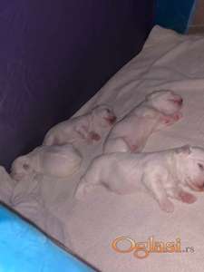 Stenci Maltezera za prodaju od sitnijih roditelja